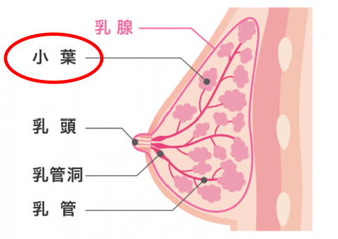 図.乳腺の構造